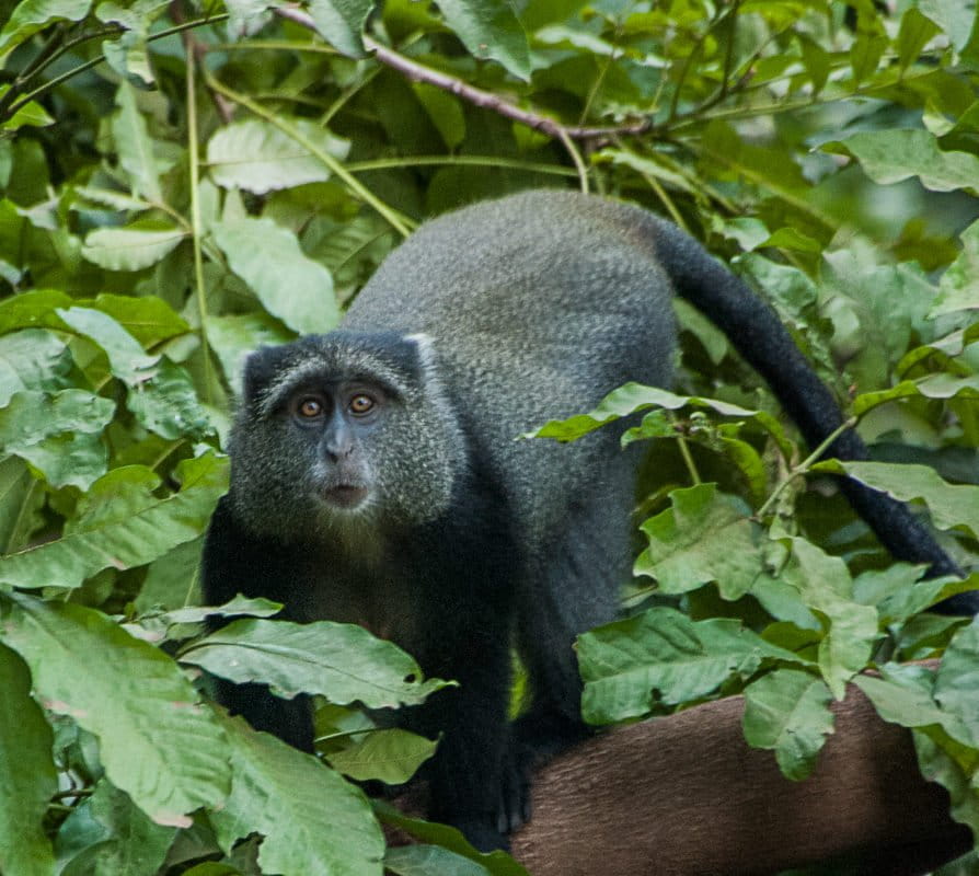 New to science, Tanzania&rsquo;s Manyara monkey is already threatened by human activity