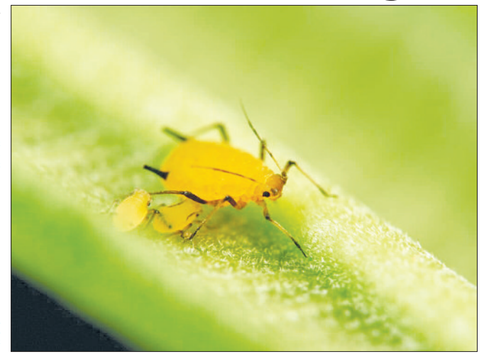 Tanzania&rsquo;s rice belt faces growing Aphid menace